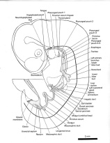 Alimentary and respiratory systems