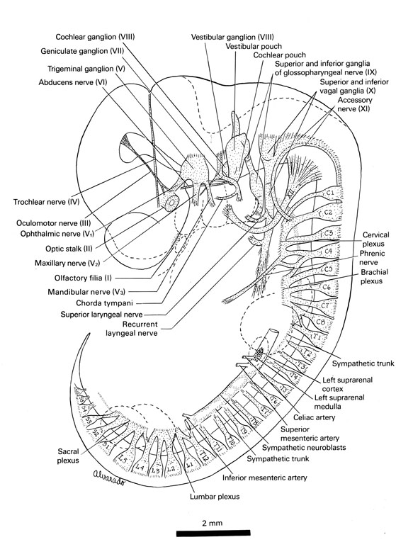 Carnegie Stage 16-6 – Peripheral nervous system