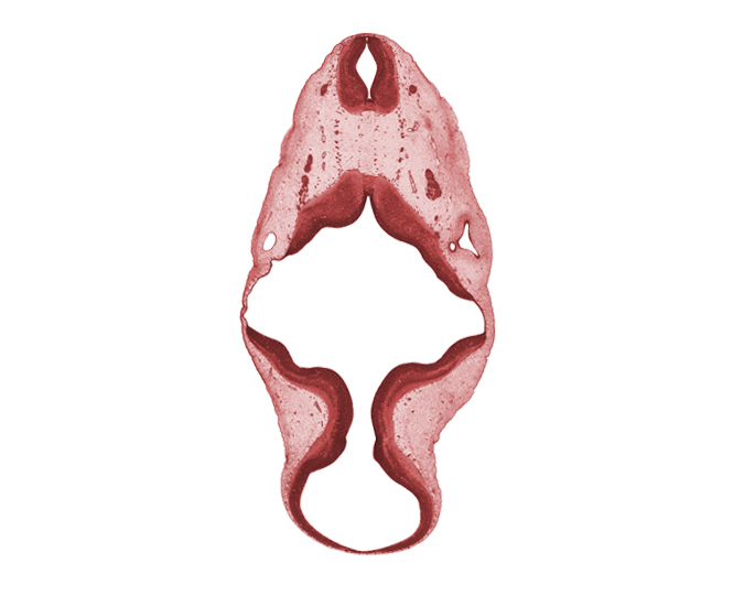 C-1 spinal ganglion, C-1 ventral root, alar plate(s), anterior semicircular duct, basal plate, endolymphatic duct, floor plate, mesencoel (cerebral aqueduct), posterior semicircular duct, rhombencoel (fourth ventricle), roof plate, root of hypoglossal nerve (CN XII), spinal accessory nerve (CN XI), sulcus limitans, vertebral artery