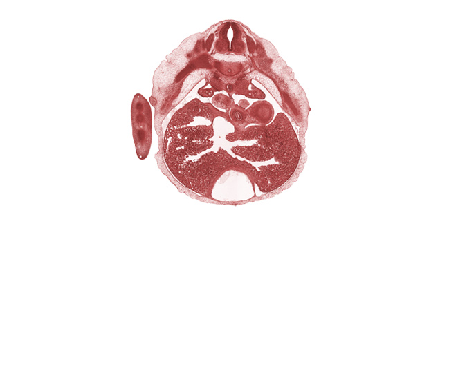 T-6 intercostal nerve, T-6 spinal ganglion, T-6 spinal nerve, aorta, dorsal meso-esophagus, edge of left lung, efferent hepatic vein, efferent hepatic veins, epimere, inferior vena cava, pericardial cavity, pneumo-enteric recess, septum transversum, sympathetic trunk, wall of stomach