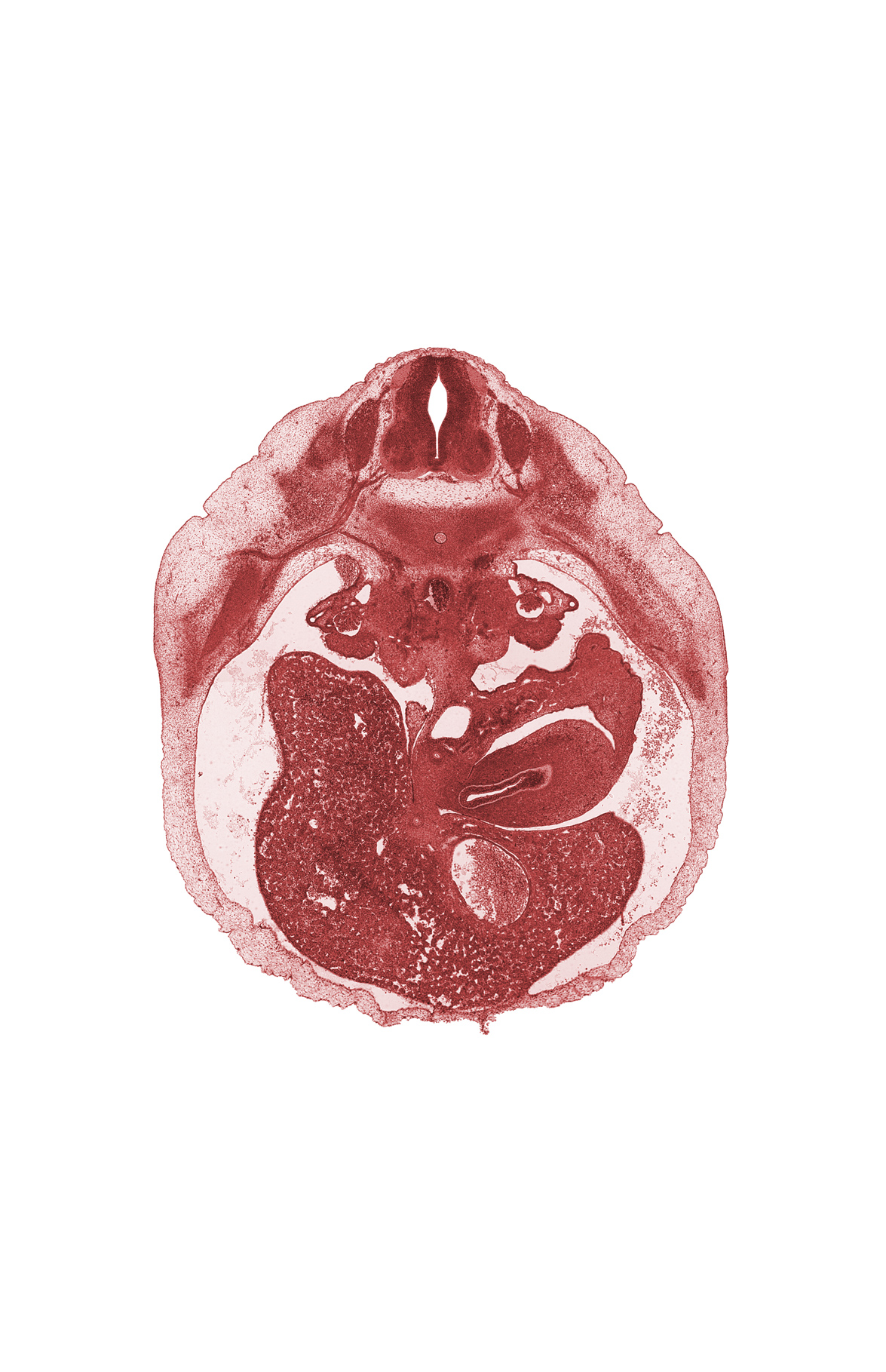 T-9 spinal ganglion, communicating ramus, cystic duct, dorsal pancreas, hepatic duct(s), hepatic portal vein, paramesonephric groove, pyloric antrum of stomach, right lobe of liver, spleen, vascular plexus, wall of stomach