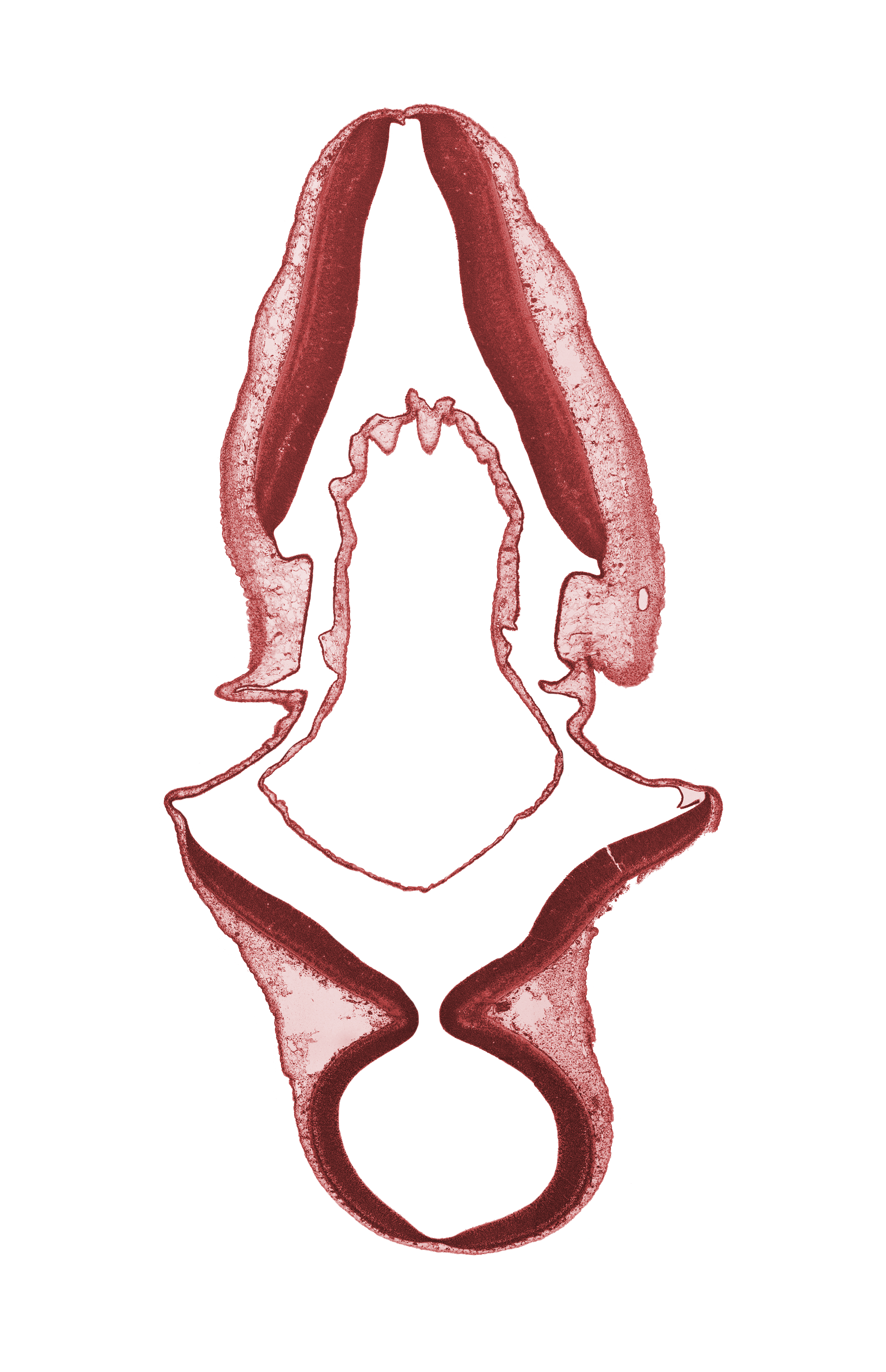 cerebellar plate, collicular plate, exterior of embryo, junction of mesencoel and rhombencoel (fourth ventricle), mesencoel (cerebral aqueduct), rhombencoel (fourth ventricle)