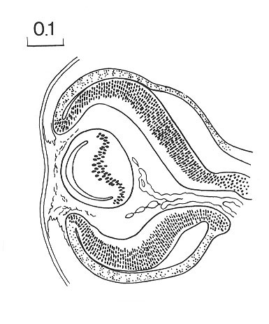 Diagram of cross sectioned eye