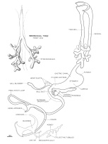 Reconstruction of the epithelial core of the alimentary canal of embryo No. 6520