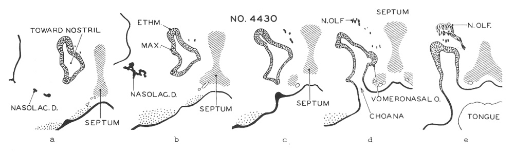 Nasal passage