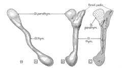 Views of the thymus gland