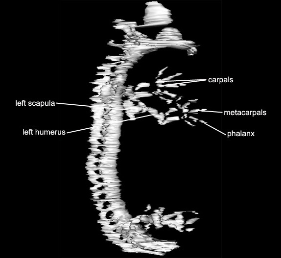 Skeleton without Ribs 