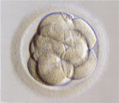 Moderate cell-cell contact in a compacting embryo