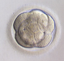 Increased cell-cell contact in a compacting embryo