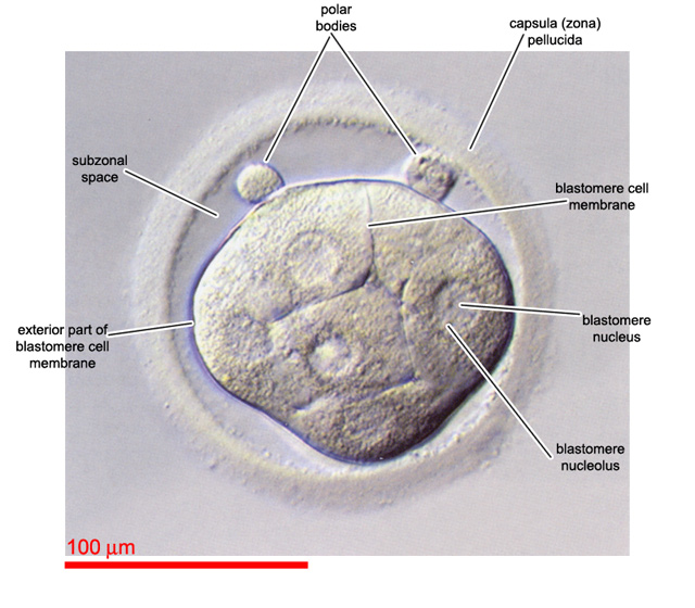 Closely opposed cell membranes in a compacting embryo