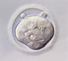 Closely opposed cell membranes in a compacting embryo