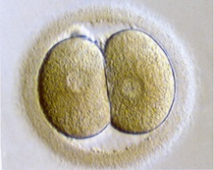 Embryo after first cleavage is completed