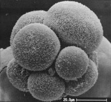 Unequal blastomeres and pronounced intercellular clefts in a 10-cell embryo