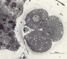 3-cell embryo