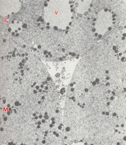 Central cavity of a 4-cell embryo