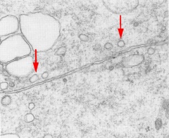 Cell contact area of an embryo