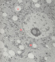 Blastomere of an 8-cell embryo