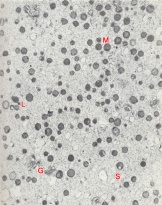 Cytoplasmic organization in a blastomere of a 4-cell embryo