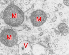 Mitochondria in an early stage 2 embryo