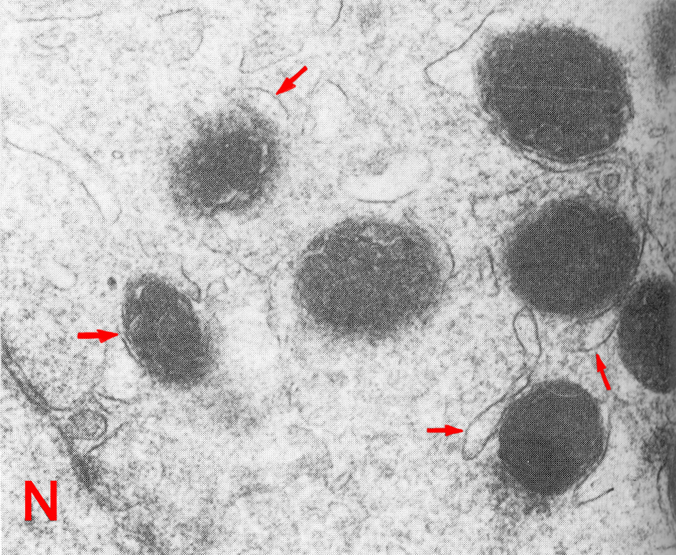 Flattened saccules associated with mitochondria in a 4-cell embryo