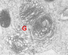 Well developed Golgi complex in the cytoplasm of a 4-cell embryo