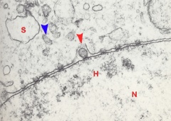 Nuclear organization of a blastomere in a 4-cell embryo