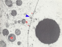 Nuclear organization of a blastomere in a 4-cell embryo