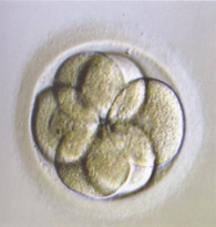 6-cell embryo