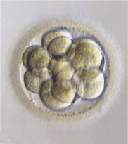 12-cell embryo