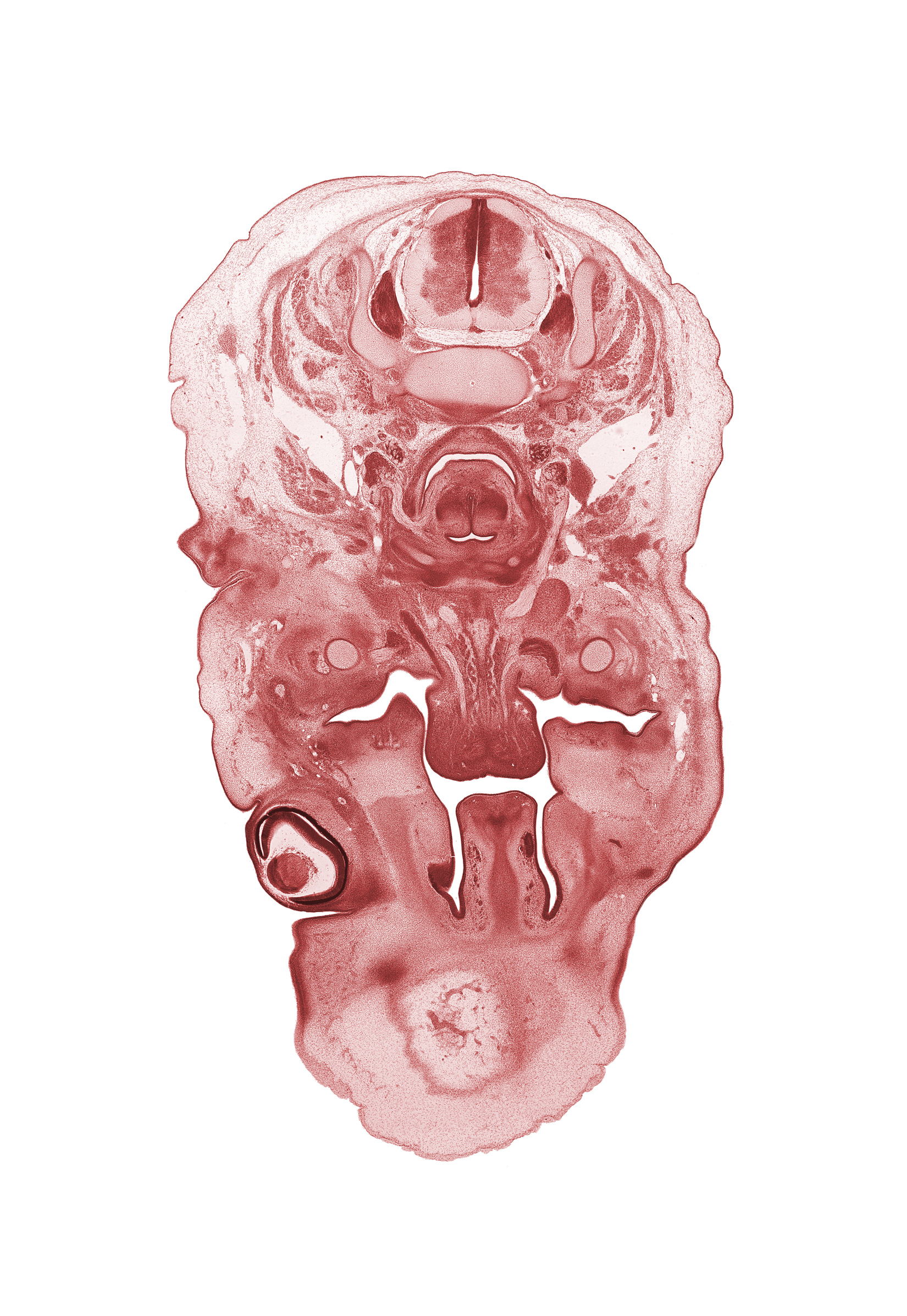 C-4 spinal ganglion, C-4 spinal nerve, arytenoid condensation, cornea, frontal prominence, hypoglossal nerve (CN XII), inferior alveolar nerve, inferior nasal concha, internal jugular vein, intraretinal space (optic vesicle cavity), jugular lymph sac, laryngeal aperture, lens, lingual nerve, mandible ossification, masseter muscle, medial pterygoid muscle, nasal capsule, nasal septal cartilage, optic cup cavity, osteogenic layer, palatine shelf, pharyngeal arch 1 cartilage (Meckel), pharyngeal arch 2 cartilage, semispinalis capitis muscle, semispinalis cervicis muscle, splenius muscle, sternocleidomastoid muscle, submandibular ganglion, tongue, trapezius muscle