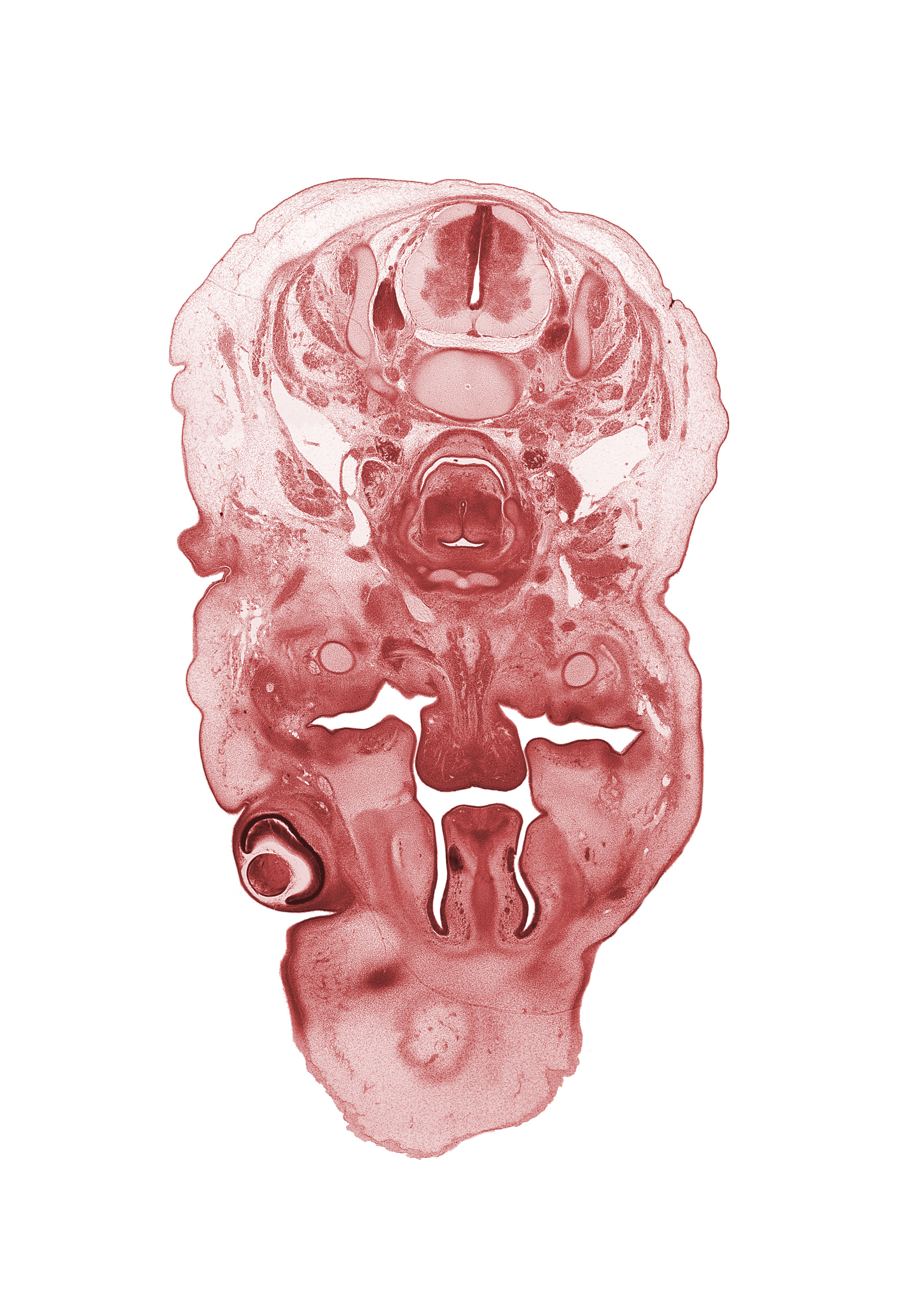 C-4 spinal ganglion, C-5 spinal ganglion, arytenoid condensation, body of hyoid (pharyngeal arch 3 cartilage), choana, edge of subarachnoid space, hypoglossal nerve (CN XII), inferior pharyngeal constrictor muscle, laryngeal inlet, laryngeal pharynx, longus cervicis muscle, nasal cavity (nasal sac), oral cavity, palatine shelf, retropharyngeal space, sympathetic trunk, vomeronasal organ