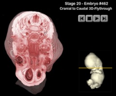 3D Flythrough Head to Tail