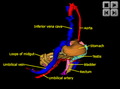 Abdomen