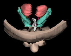 Urogenital System