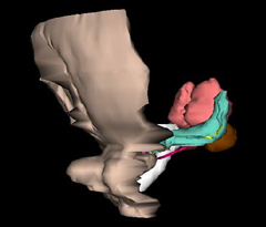 Urogenital System