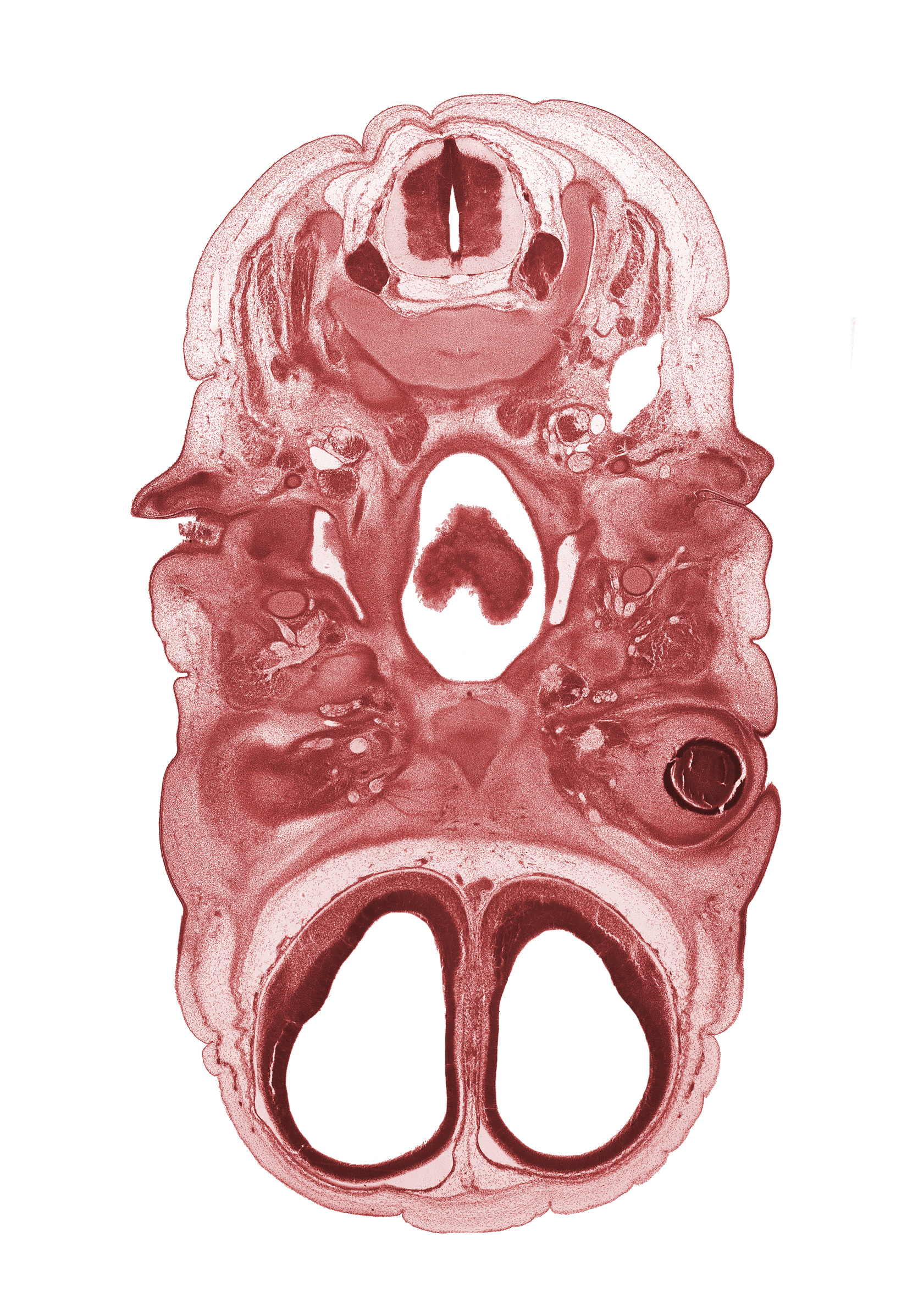 C-3 spinal ganglion, anterior communicating artery, cerebral vesicle (hemisphere), cornea, dorsal horn of grey matter, dorsal root(s), dorsum of tongue, ear ossicle condensation, edge of intraretinal space (optic vesicle cavity), facial nerve (CN VII), frontal prominence, frontalis muscle, inferior ganglion of vagus nerve (CN X), infra-orbital lamina (facial muscle blastemata), lateral ventricle, lower eyelid, mandibular nerve (CN V₃), masseter muscle, osteogenic layer, otic ganglion, pterygopalatine ganglion, spinal accessory nerve (CN XI), stem of adenohypophysis, upper eyelid, ventral horn of grey matter