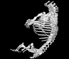 Skeleton