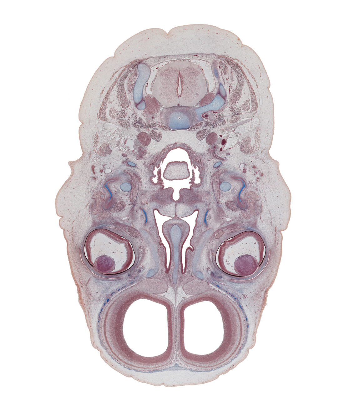 C-3 spinal ganglion, cornea, cortical plate, epiglottis, external carotid artery, fusion region of palatine shelves, lens, nasal cavity (nasal sac), nasal septum, obicularis oculi muscle, olfactory bulb, olfactory epithelium (placode), olfactory filia (CN I), parotid gland (secondary branches), pharyngeal arch 1 cartilage (Meckel), semispinalis capitis muscle, splenius muscle, sternocleidomastoid muscle, subarachnoid space, superior cervical sympathetic ganglion, superior nasal meatus