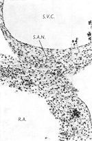 The sinu-atrial node