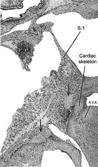 The atrioventricular bundle and developing cardiac skeleton