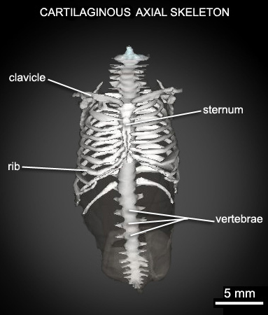 Axial Skeleton 