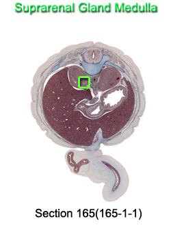 Suprarenal Gland Medulla