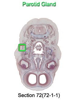 Parotid Gland