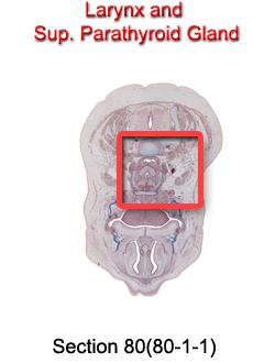 Larynx and Sup. Parathyroid Gland