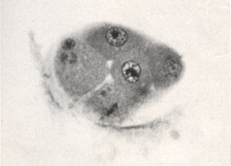 Embryo 8794