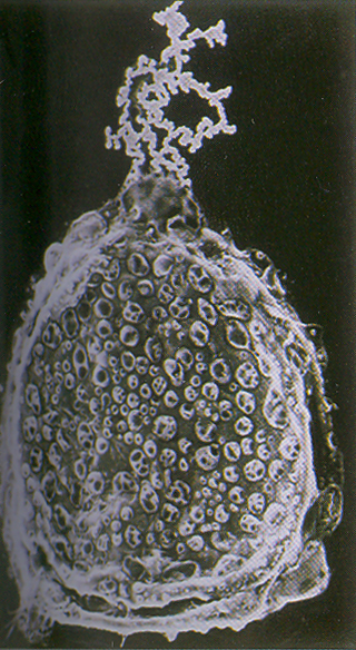 An embryo at the beginning of hatching