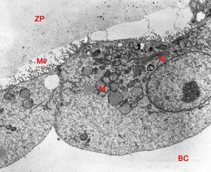 Plump zona-breaker cells near the hatching point