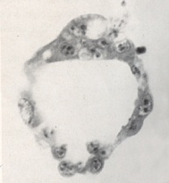 Embryo 8663