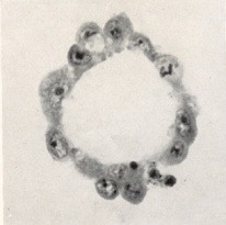 Embryo 8663