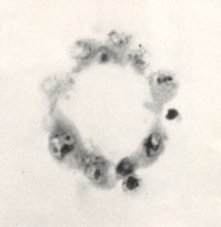 Embryo 8663